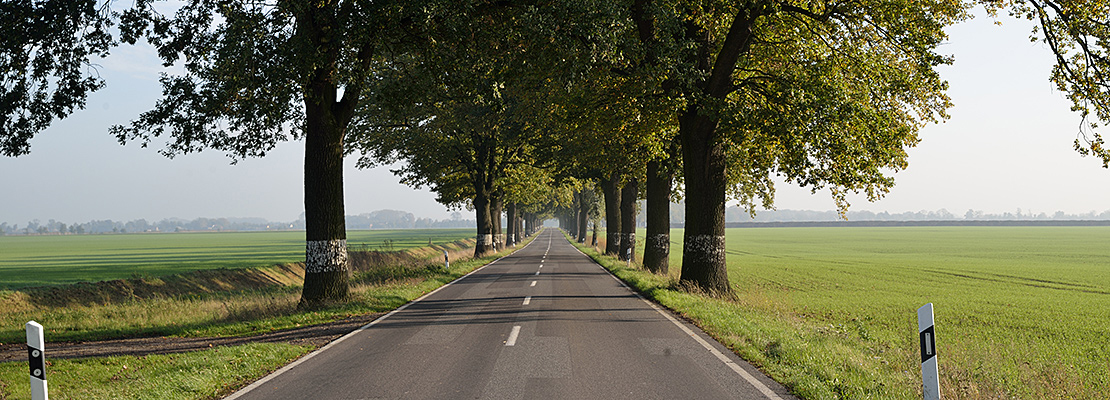 Landstraße mit Bäumen eingesäumt